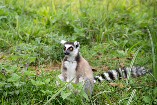 ring-tailed lemur 또는 ring-tailed lemur 또는 katta는 여우 원숭이과의 가장 유명한 종입니다.