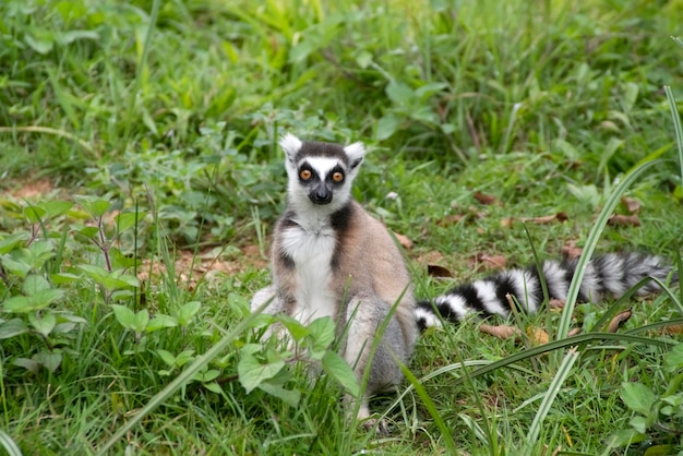 The ring-tailed lemur, or ring-tailed lemur, or katta, is the most famous species of the lemur family.