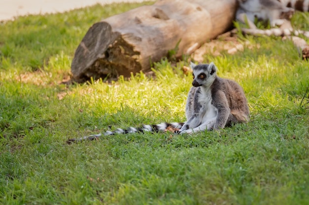 Ring tailed lemur sitting on the grass