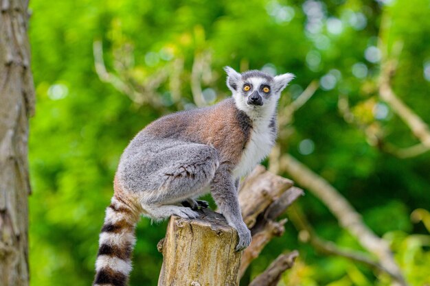 Premium Photo | Ring tailed lemur in a tree ring tailed lemur on branch ...