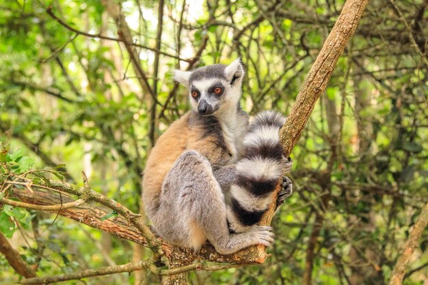 Photo ring-tailed lemur on tree