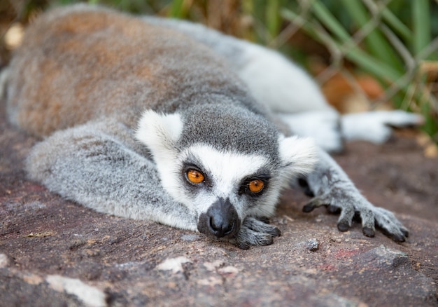 Ring-tailed lemur in the wild nature. Lemur catta close up portrait.