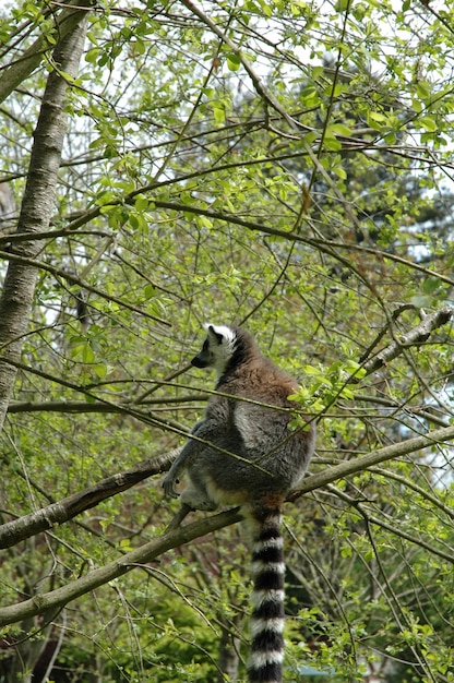 Ring tailed lemur