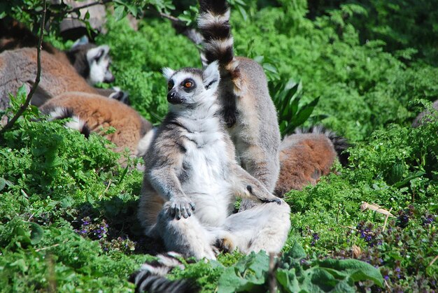 Ring tailed lemur