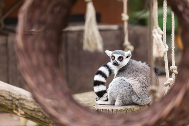 Ring-tailed lemur