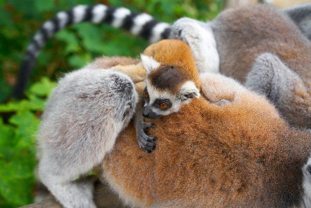 Ring tailed lemurs outdoor forest