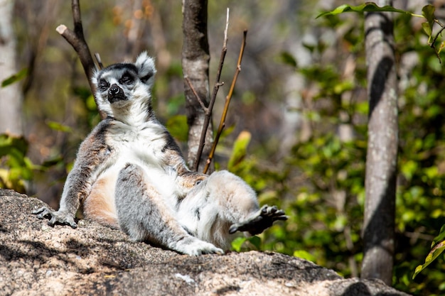 A ringed lemur or catta sits on a large rock in a relaxed pose and basks in the sun. Madagascar.