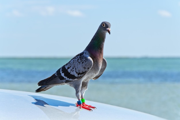 Foto piccione inanellato sul tetto dell'auto sullo sfondo del mare