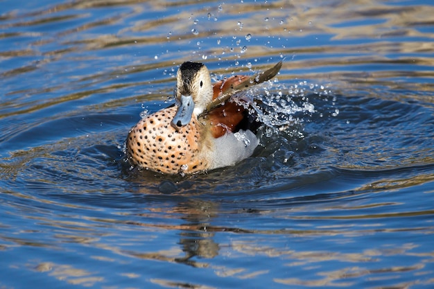 クビワコガモ（Callonetta leucophrys）