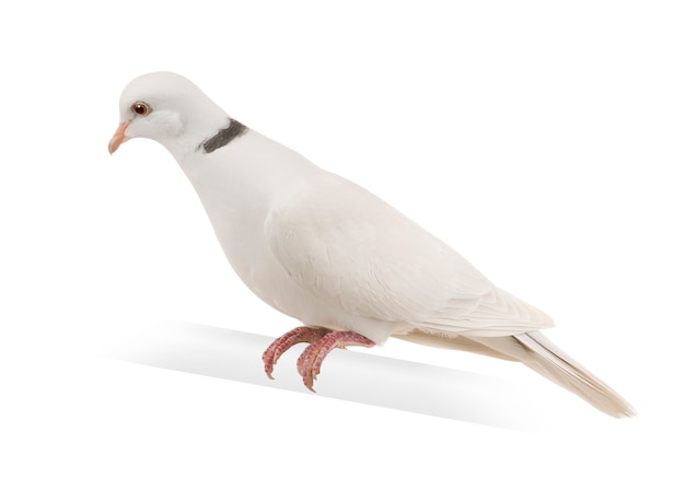 Ringneck Dove isolated