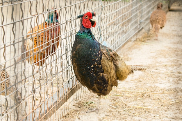 Fagiano di ringneck (colchicus di phasianus) nel cortile del pollame