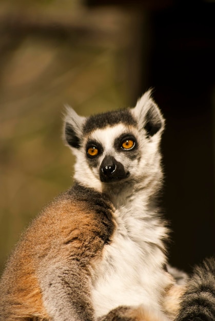 Foto ringstaart lemur die wegkijkt