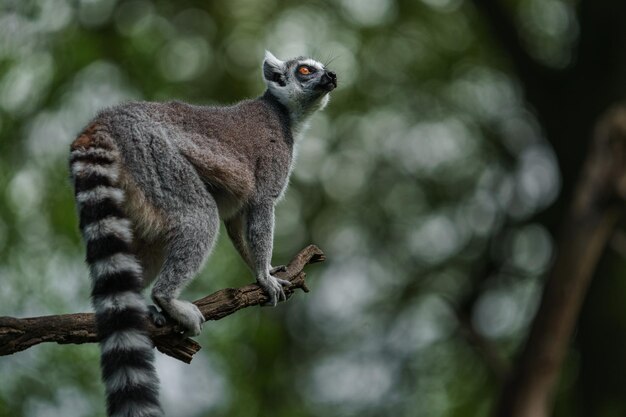 Ringstaartlemur