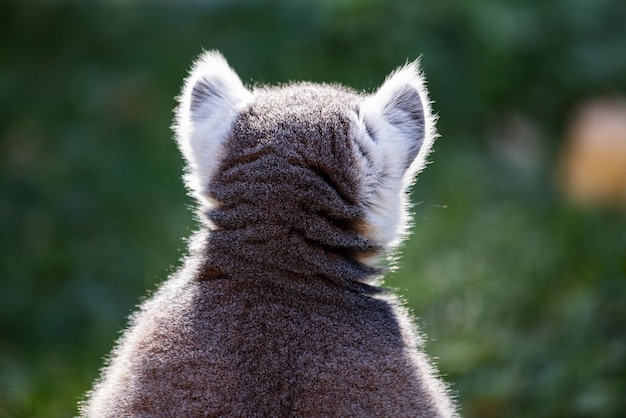 Ringstaartmaki-aap Zoogdieren en zoogdieren Landwereld en fauna Wildlife en zoölogie