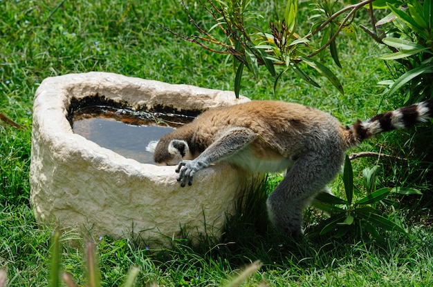 Ringstaartmaki drinkt het water