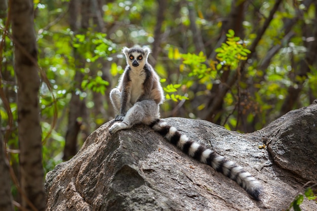 ringstaartmaki in wild ranomafana nationaal park