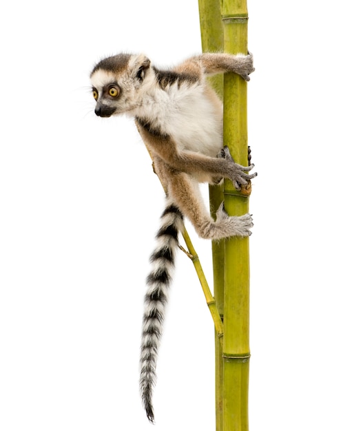 Ringstaartmaki, Lemur catta op een geïsoleerd wit