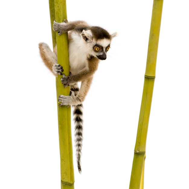 Ringstaartmaki, Lemur catta op een geïsoleerd wit