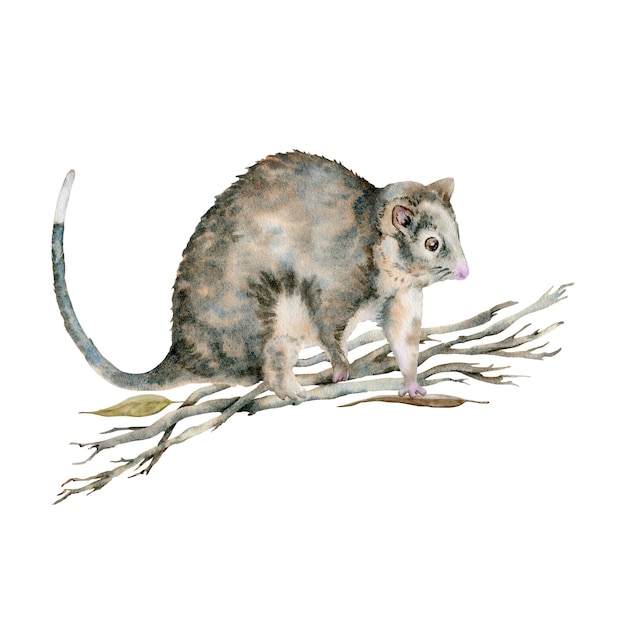 Ringtail possum walking on dry tree branches Australian native marsupial nocturnal animal Watercolor