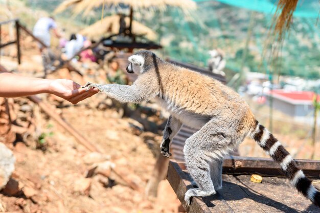 Ringtailed lemur feeding in a contact zoo