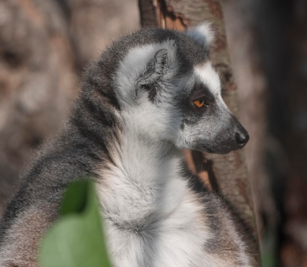 ワオキツネザル Lemur catta は木の下に座って目をそらします