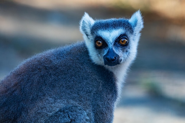 Ringtailed lemur monkey Mammal and mammals Land world and fauna Wildlife and zoology