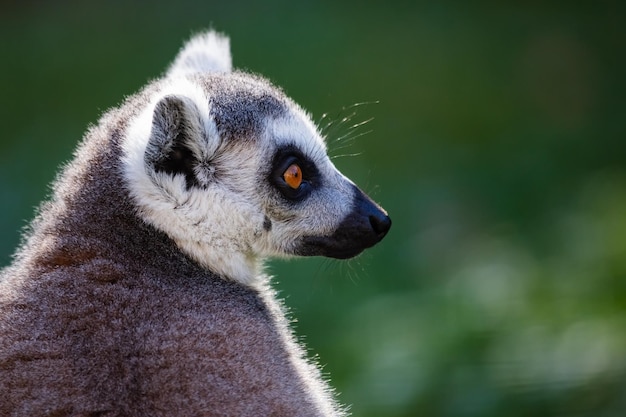 Ringtailed lemur monkey Mammal and mammals Land world and fauna Wildlife and zoology