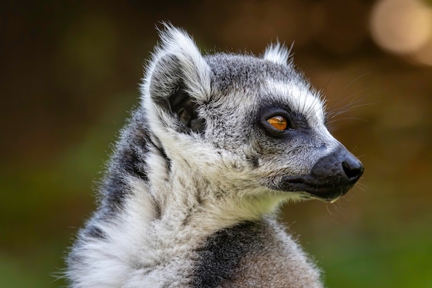 Ringtailed lemur portrait