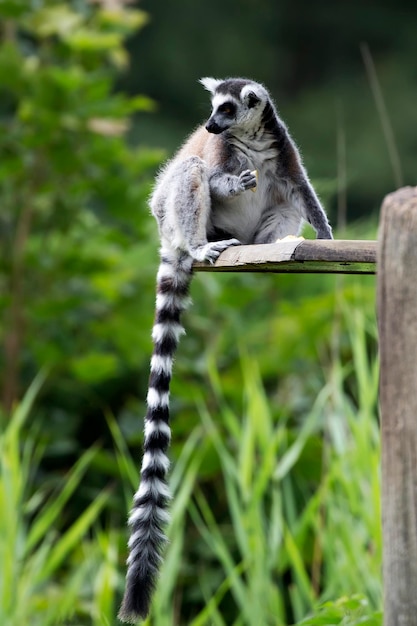 Ringtailed lemur a portrait