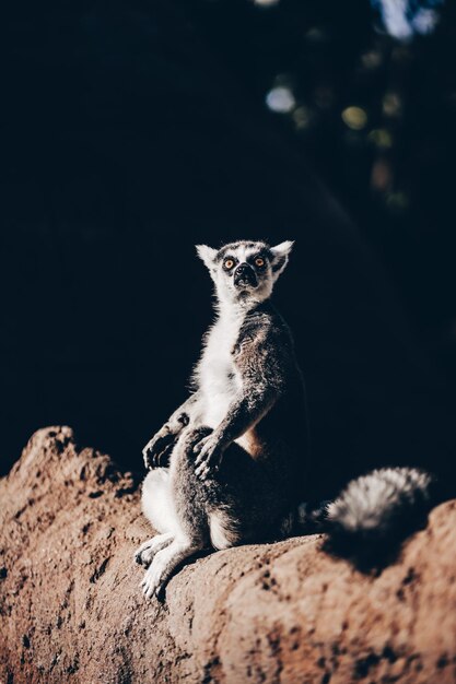 Ringtailed lemur sitting on the sun on Madagascar