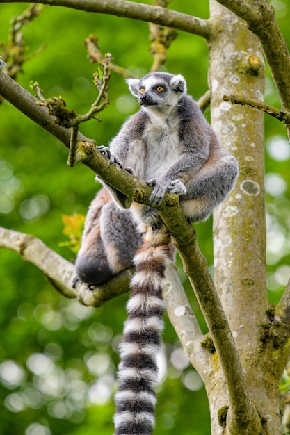 Ringtailed lemur sitting in tree ringtailed lemur in\
forest