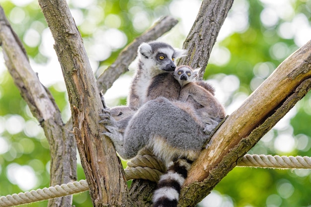 Foto lemure dalla coda ad anelli seduto nell'albero lemure dalla coda ad anelli nella foresta