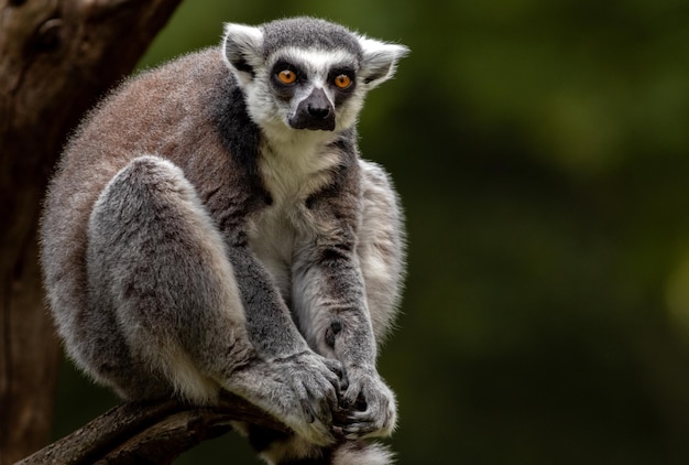 Ringtailed lemur