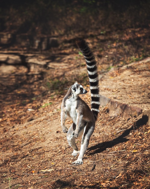 Ringvormige maki of katta in hun natuurlijke habitat Madagascar