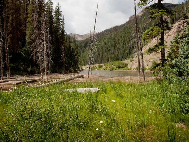 Rio Grande Nationaal Bos in Colorado.