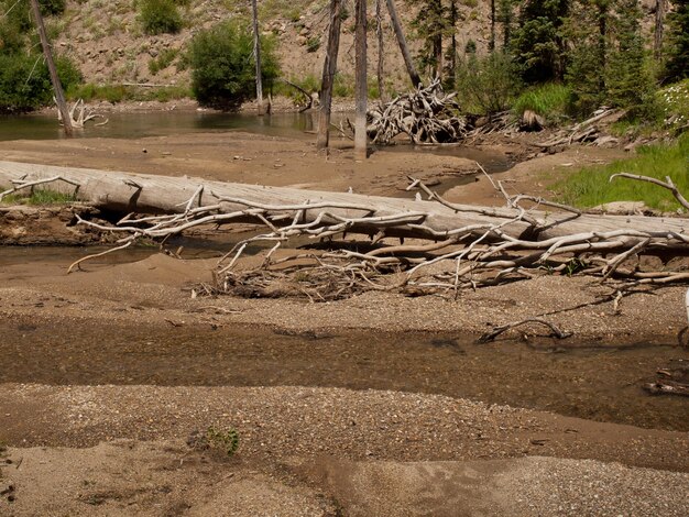 Rio Grande Nationaal Bos in Colorado.