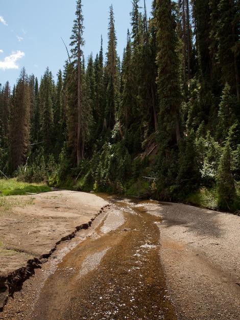 Rio Grande National Forest in Colorado.