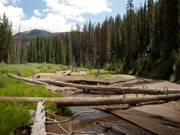 Rio Grande National Forest in Colorado.