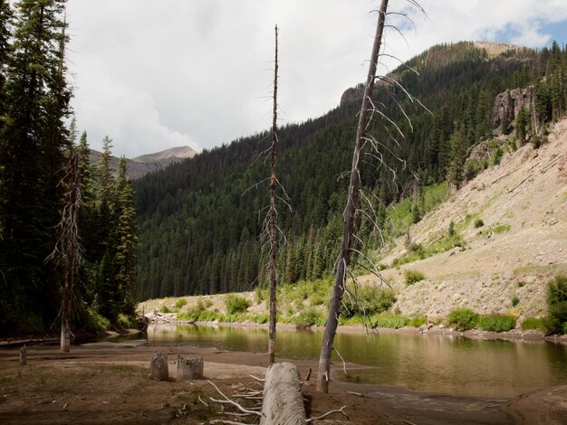 Rio Grande National Forest in Colorado.