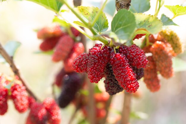 Foto rip mulberry-vruchten die op installatie hangen