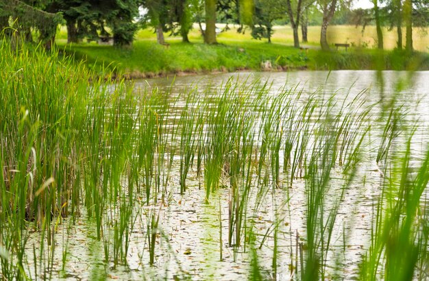 riparian lake scenery