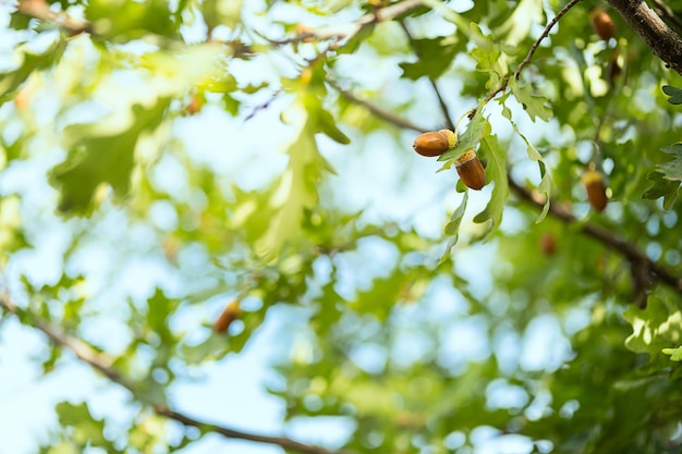 Ripe acorns on oak tree branch Fall blurred background with oak nuts and leaves