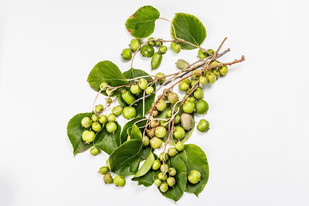 익은 Actinidia arguta 또는 키위 흰색 배경에 고립. 녹색 잎, 모형, 템플릿이 있는 신선한 과일 가지