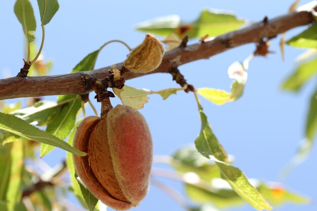 Ripe almonds on the branch