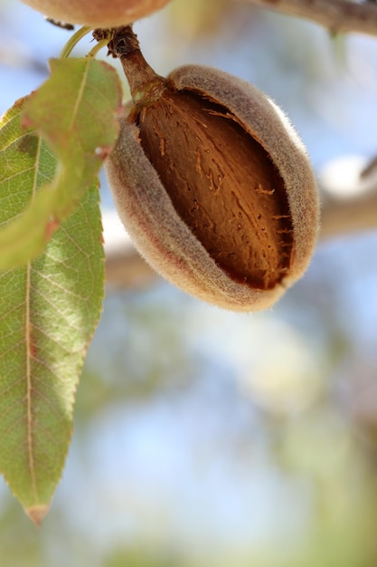 Ripe almonds on the branch