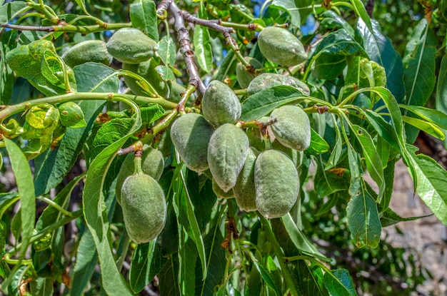 Ripe almonds on the tree branches