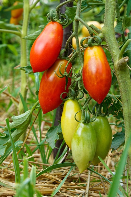 정원의 덤불에서 자라는 익고 덜 익은 토마토
