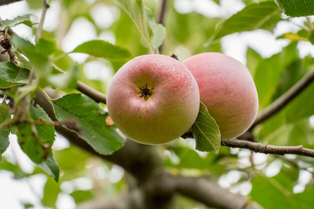 ripe apple on a branch with leaves