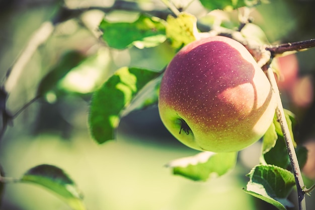 Ripe apple on a tree in close up vintage effect