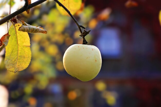 Foto mela matura su uno stile rustico dell'albero dell'autunno